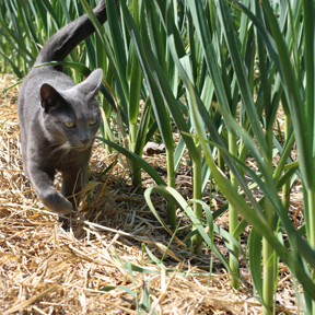 smudge in the garlic patch