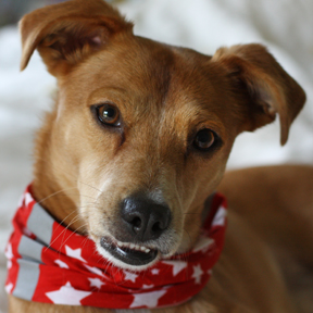 star spangled earl star spangled earl