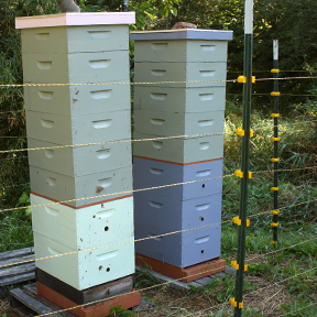 bee hives