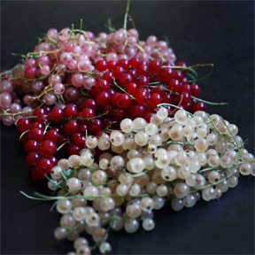 pink, red, white currants