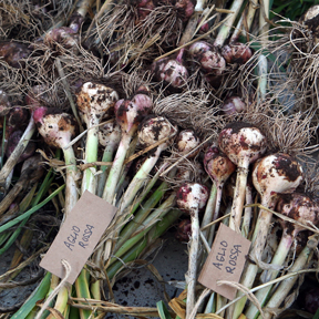aglio-rossa garlic