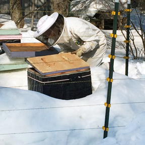 winter beekeeping