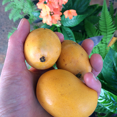 mango-pequeños